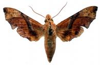 Aleuron iphis  (Walker, 1856)