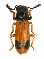 Cleridae Gen sp8