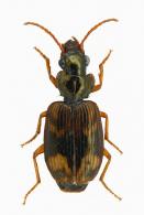 Apenes sp3