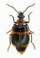 Lebia sp1