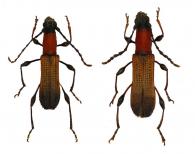 Dihammaphora dilmanappae ? Clarke 2015 ♂ & ♀