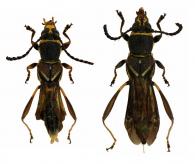 Tomopterus grossefoveolatus Zajciw, 1964 ♂ & ♀