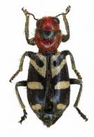 Cleridae Gen sp6