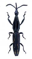 Brentinae Gen sp3