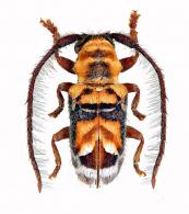 Desmiphora (Desmiphora) boliviana  Breuning, 1948