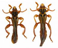 Odontocera furcifera Bates, 1870 ♂ & ♀