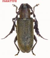 Hemicladus buqueti  Tavakilian, Touroult & Dalens, 2010  PARATYPE
