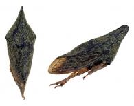 Membracidae Gen sp56