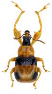 Vossieuscelus notatus (Voss,1937)
