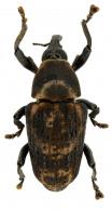 Cratosomus biannulatus  Champion, 1911