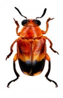 Mastosthethus sp2 ?