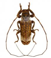 Cylicasta mariahelenae  Nearns & Tavakilian, 2012