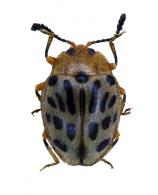 Epopterus sp2