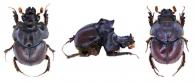 Neoathyreus (Mesoathyreus) guyanensis  Howden, 2006  ♂ & ♀