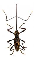Hammatostylus gronovii Schoenherr, 1836