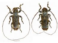 Cyclicasta coarctata ? (Bates, 1865)  ♂ & ♀