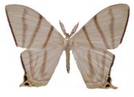 Therinia stricturaria    Hübner, 1831