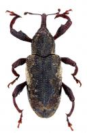 Molytinae Gen sp24
