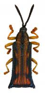 Hispinae Gen sp24