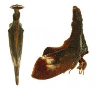Lycoderes fabricii Metcalf & Wade 1965 