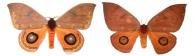 Automeris moresca Schaus, 1906 ♂ & ♀