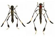 Ommata elegans White, 1855 ♂ & ♀