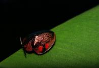 Stolas discoides