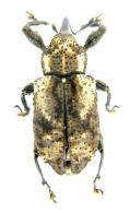 Heilipodus coronatus  (Boheman, 1835)