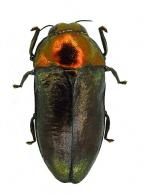 Callimicra sp1