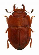 Nitidulidae Gen sp2