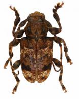 Acanthoderini Gen sp G372