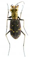 Brasiella venustula (Gory, 1833)