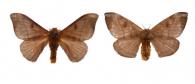 Hylesia indurata  Dyar, 1910 ♂ & ♀