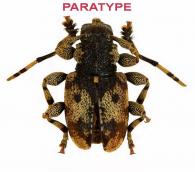 Octotapnia persona Dalens, 2016  PARATYPE