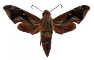 Enyo cavifer  (Rothschild & Jordan, 1903)