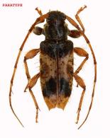 Cosmotomidius elongatus Touroult, Tavakilian & Dalens, 2010 PARATYPE