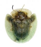 Plagiometriona sp1