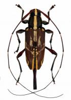 Toronaeus suavis   Bates, 1864