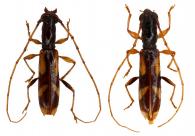 Neoibidionini Gen sp G66