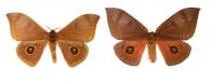 Automeris midea (Maassen & Weyding, 1885) ♂ & ♀