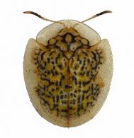 Microctenochira reticularis  (Degeer, 1775)