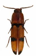 Anchastus brulei  Chassain, 2010