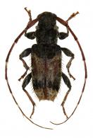 Cosmotomidius morvanae Touroult, Tavakilian & Dalens, 2010