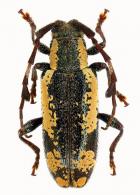 Eumimesis heilipoides  Bates, 1866