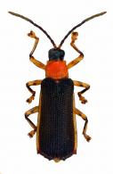 Sceloenopla sp14