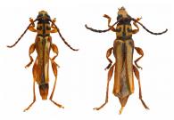 Odontocera triliturata Bates,1870 ♂ & ♀