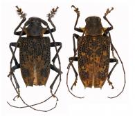 Polyrhaphis pilosa  Lane, 1966 ♂ & ♀