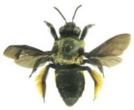 Epicharis fasciata quadrimaculata   Lepeletier & Audinet-Serville, 1828