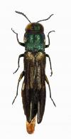 Agrilus simulator Curletti & Brulé, 2011