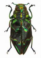 Actenodes durantonorum Bleuzen, 1989